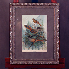 Оригиналы гравюр с птицами в багетных рамах с паспарту под стеклом