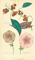 Постер Euphorbia Fulqens, Petunia Marginata Prasina, Petunia Viltatus