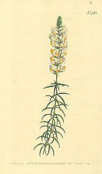 Постер Curtis Ботаника №49