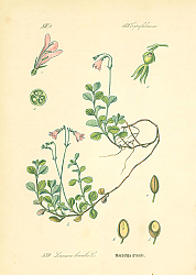 Постер Caprifoliaceae, Linnaca borealis 1