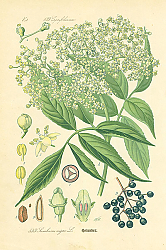 Постер Caprifoliaceae, Lambucus nigra 1