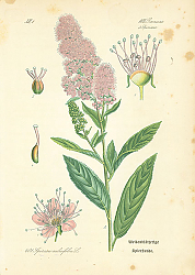 Постер Rosaceae,Spiraeeae, Spiraea salicifolia 1