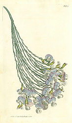 Постер Curtis Ботаника №68