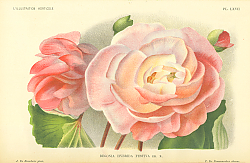Постер Begonia Hybrida Festive em. R. 1