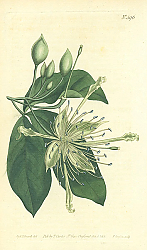 Постер Curtis Ботаника №45
