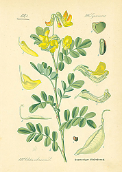 Постер Leguminosae, Colutea arborescens 1