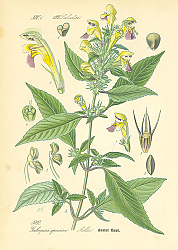 Постер Labiatae, Galeopsis speciosa Miller 1