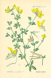 Постер Leguminosae, Lotus corniculatus 1