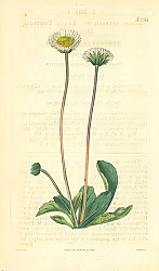 Постер Curtis Ботаника №59
