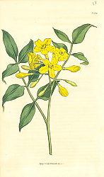 Постер Curtis Ботаника №43