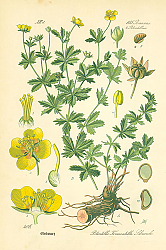 Постер Rosaceae, Potentilleae, Potentilla Tormentilla Schrank 1