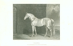 Постер Colonel. One of Her Majestys State Cream-Coloured Horses