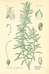 Постер Labiatae, Rosmarinus officinalis 1