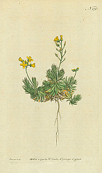 Постер Curtis Ботаника №62