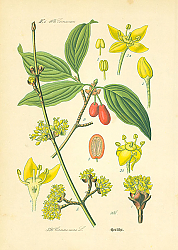 Постер Cornaceae, Cornus mas 1