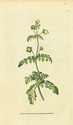 Постер Curtis Ботаника №75