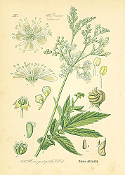 Постер Rosaceae,Spiraeeae, Ulmaria pentapetala Gilibert 1