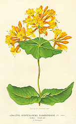Постер Lonicera (Sempervirens) Plantierensis 1