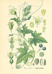 Постер Cucurbitaceae, Bryonia alba 1