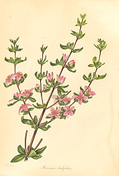 Постер Boronia Ledifolia 1