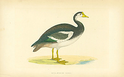 Постер Spur-Winged Goose