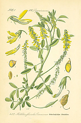 Постер Leguminosaeceae, Melilotus officinalis Desrousseaux 1