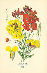Постер Wallflower (Cheiranthus Cheiri) 1