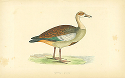 Постер Egyptian Goose 1