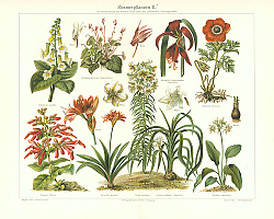 Постер Zimmerpflanzen II