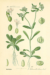 Постер Valerianaceae, Valerianellaolitoria Mnch 1