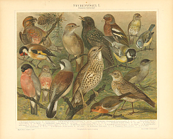 Постер Птицы 4