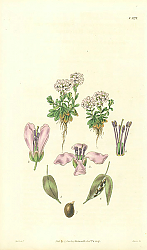 Постер Curtis Ботаника №65