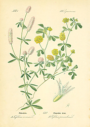 Постер Leguminosae, Trifolium arvense, Trifolium procumbens 1