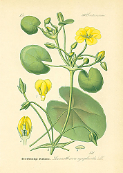 Постер Gentianaceae, Limnanthemum nymphaeoides 1