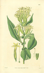 Постер Curtis Ботаника №72