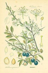 Постер Rosaceae, Pruneae, Prunus spinosa 1