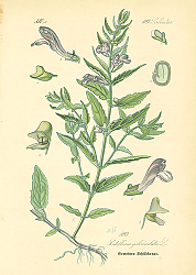 Постер Labiatae, Scutellaria galericulata 1