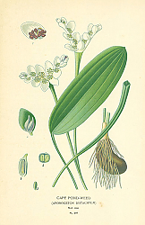 Постер Cape Pond-Weed (Aponogeton Distachyum) 1