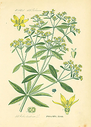 Постер Rubiaceae, Rubia tinctorum 1