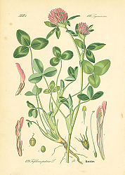 Постер Leguminosae, Trifolium pratense 1