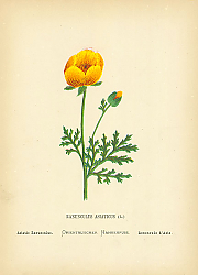 Постер Ranunculus Asiaticus 1