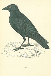 Постер Crow 1