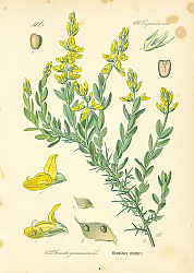 Постер Leguminosae, Genista germanica 1