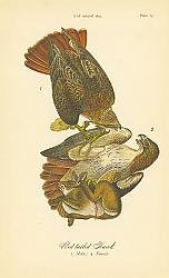 Постер Red-tailed Hawk