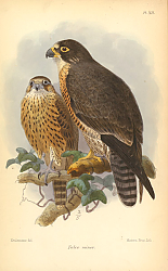 Постер Falco Minor 1
