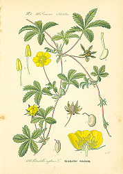 Постер Rosaceae, Potentilleae, Potentilla reptans 1