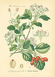 Постер Rosaceae, Pomeae, Crataegus oxyacantha 1
