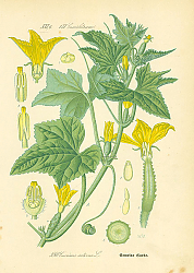 Постер Cucurbitaceae, Cucumis sativus 1