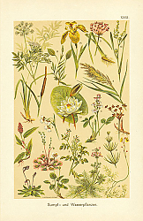 Постер Sumpf - und Wasserpflanzen 1