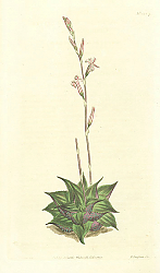 Постер Curtis Ботаника №37